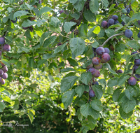 fileadmin/roha/images_galerie/Baum-natur-garten/Baeume/BAUM-ZWETSCH-0014-D-roha-Baum-Zwetschge-Pflaume-Obst.png