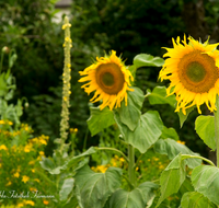 fileadmin/roha/images_galerie/Baum-natur-garten/Blumengarten-Blumen/BL-HAUSG-SONNEBL-0010-D-roha-Blumen-Haus-Garten-Sonnenblume.png