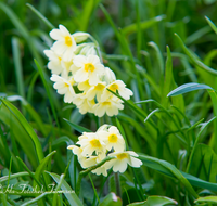 fileadmin/roha/images_galerie/Baum-natur-garten/Natur-Wildblumen-Landschaft/BL-SCHLUESS-0009-D-roha-Blumen-Schluesselblume-gelb-Fruehling.png