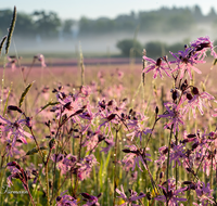 fileadmin/roha/Interessantes-in-Kurzform/ab-4-2021/BL-WIESE-TEIS-PAT-SO-0031-D-roha-Blumenwiese-Kuckucks-Lichtnelke-Lychnis-flos-cuculi.png