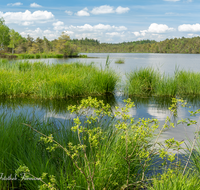 fileadmin/roha/images_galerie/orte_landschaft/Petting/Schoenramer-Moor/PE-SCHOENR-MOOR-0007-0-1-D-roha-Petting-Schoenramer-Moor-See-Fruehling.png