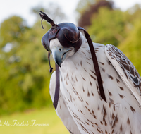 fileadmin/roha/images_galerie/Tiere/TIE-VOEG-FALKE-0073-D-roha-Tier-Vogel-Ger-Falke-Groenland-Hube.png