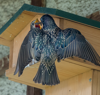 fileadmin/roha/Interessantes-in-Kurzform/ab-5-2023/TIE-VOEG-STAR-0011-17-D-roha-Tiere-Vogel-Star-Sturnus-vulgaris-Junges.png