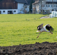 fileadmin/roha/images_galerie/Tiere/TIE-VOEG-STOR-0002-1832-04-D-roha-Tier-Vogel-Weiss-Storch-Ciconia-ciconia.png