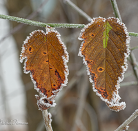 fileadmin/roha/images_galerie/Winter/WINT-BLATT-RAUHR-0004-D-roha-Winter-Blatt-Rauhreif.png