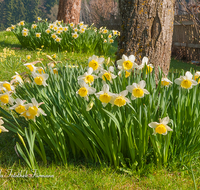 fileadmin/roha/images_galerie/Baum-natur-garten/Blumengarten-Blumen/BL-HAUSG-NARZ-0008-D-roha-Blumen-Hausgarten-Narzisse-Fruehling-Baumscheibe.png