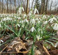 fileadmin/roha/images_galerie/Baum-natur-garten/Natur-Wildblumen-Landschaft/BL-SCHNEEGL-0070-D-roha-Blumen-Schneegloeckchen-Galanthus.png