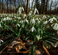 fileadmin/roha/images_galerie/Baum-natur-garten/Natur-Wildblumen-Landschaft/BL-SCHNEEGL-0070-D-roha-Blumen-Schneegloeckchen-Galanthus.png