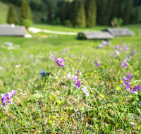 fileadmin/roha/images_galerie/Baum-natur-garten/Natur-Wildblumen-Landschaft/BL-WIESE-BINDA-0004-D-roha-Berg-Blumenwiese-Bindalm-Nationalpark.png