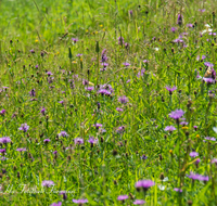 fileadmin/roha/images_galerie/Baum-natur-garten/Natur-Wildblumen-Landschaft/BL-WIESE-FUER-ALM-0001-D-roha-Blumenwiese-Fuermann-Alm-Anger.png