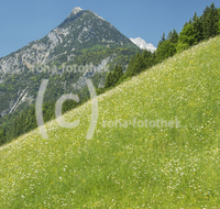 fileadmin/roha/images_galerie/orte_landschaft/Lofer-Kirchental-Wildenthal-Unken/LOFER-WILDENTH-0006-D-roha-Lofer-Wildental-Landwirtschaft-Blumenwiese.jpg