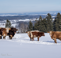 fileadmin/roha/images_galerie/Tiere/Kuh-Schaf-Pferd-Ziege/TIE-KUEHE-GIER-WI-0005-D-roha-Tiere-Kuehe-Gierstling-Winter.png