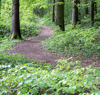 fileadmin/roha/images_galerie/wege/WEGE-TEIS-VERS-0016-D-roha-Weg-Teisendorf-Waldlehrpfad-Skulpturenweg-Wald.png