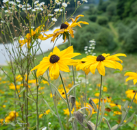 fileadmin/roha/images_galerie/Baum-natur-garten/Natur-Wildblumen-Landschaft/BL-WIESE-SURSP-0005-D-roha-Blumenwiese-Surspeicher-Petting-Teisendorf.png