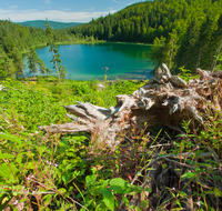 fileadmin/roha/images_galerie/orte_landschaft/Inzell/INZ-FRILL-0022-D-roha-Inzell-Frillensee-Zwiesel-Biotop-Naturschutz-Wasser.png