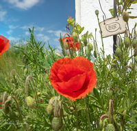 fileadmin/roha/images_galerie/Baum-natur-garten/Haus-Blumenschmuck-Deko/LANDA-BLU-DEK-0002-D-PS-roha-Landart-Blumen-Deko-Keramikschild.png