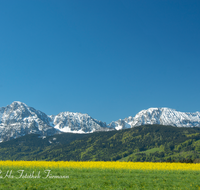 fileadmin/roha/images_galerie/orte_landschaft/Anger/Anger/Anger-Landschaft/LANDS-ANG-HOCHST-0004-D-roha-Landschaft-Anger-Hochstaufen-Zwiesel-Fruehling-Rapsfeld.png