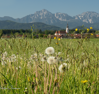 fileadmin/roha/images_galerie/orte_landschaft/Saaldorf/SAAL-0025-D-roha-Saaldorf-Kirche-Zwiebelturm-Hochstaufen-Zwiesel-Blumenwiese.png