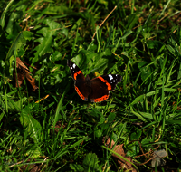 fileadmin/roha/images_galerie/Tiere/Insekten/TIE-SCHMETT-ADM-0010-D-roha-Tier-Schmetterling-Admiral-Vanessa-atalanta.png