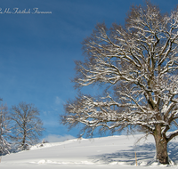 fileadmin/roha/images_galerie/Hintergrund-Download/1600x1200/BAUM-WINT-AN-HOEGL-0001-D-roha-Baum-Winter-Quercus-Eiche-Anger-Hoegl.png