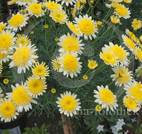 fileadmin/roha/images_galerie/Baum-natur-garten/Gaertnerei/BL-GAERTN-MARG-0001-D-roha-Blumen-Gaertnerei-Margerite-Argyranthemum-Frutescens-Pacific.jpg