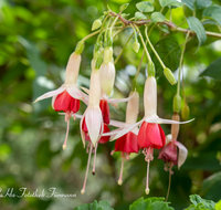 fileadmin/roha/images_galerie/Baum-natur-garten/Haus-Blumenschmuck-Deko/BL-HAUSG-FUCHS-0013-D-roha-Blumen-Haus-Fuchsien-Fuchsia-Blumenschmuck.png