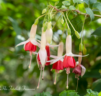 fileadmin/roha/images_galerie/Baum-natur-garten/Haus-Blumenschmuck-Deko/BL-HAUSG-FUCHS-0013-D-roha-Blumen-Haus-Fuchsien-Fuchsia-Blumenschmuck.png