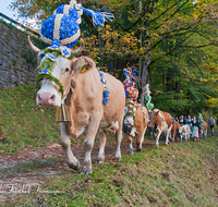 fileadmin/roha/reportagen/Almabtrieb-Wasserfallalm/BR-ALMAB-BGD-OB-SLUZ-00112-D-roha-Almabtrieb-Berchtesgaden-Wasserfallalm-Obersulzberglehen-Fuikl.png