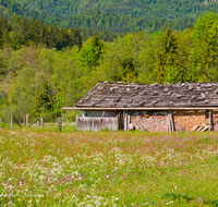 fileadmin/roha/images_galerie/orte_landschaft/Ruhpolding/RUH-LOED-0006-01-D-roha-Ruhpolding-Loedensee-Alm-Huette-Blumenwiese.png