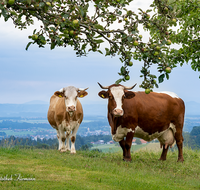 fileadmin/roha/images_galerie/Tiere/Kuh-Schaf-Pferd-Ziege/TIE-KUEHE-GIER-0011-D-roha-Tiere-Kuehe-Gierstling-Apfelbaum.png