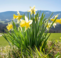 fileadmin/roha/Interessantes-in-Kurzform/BL-WIESE-FRUEHL-NAR-0020-D-roha-Blumenwiese-Fruehling-wilde-Narzisse-Gierstling.png