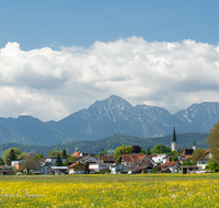 fileadmin/roha/images_galerie/orte_landschaft/Freilassing/FREIL-0002-6-D-roha-Freilassing-Panorama-Fuderheuberg-Hochstaufen-Zwiesel-Blumenwiese.png