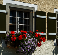 fileadmin/roha/images_galerie/Baum-natur-garten/Haus-Blumenschmuck-Deko/LANDA-FENST-BERG-BLUM-0004-D-roha-Landart-Fenster-Blumenschmuck.png