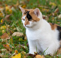 fileadmin/roha/Interessantes-in-Kurzform/TIE-KATZ-0030-D-roha-Tiere-Katze-Fauna-Herbst-Laub.png