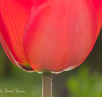 fileadmin/roha/images_galerie/Baum-natur-garten/Blumengarten-Blumen/BL-HAUSG-TULP-0016-D-roha-Hausgarten-Blumen-Tulpen-Tulipa-Fruehling.png