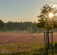 fileadmin/roha/images_galerie/stimmung-Sonne/BL-WIESE-TEIS-PAT-SO-0003-D-roha-Blumenwiese-Patting-Teisendorf-Sonnenaufgang.png