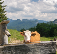 fileadmin/roha/images_galerie/Tiere/Kuh-Schaf-Pferd-Ziege/SCHLECH-OBER-BRU-ALM-KU-0021-D-roha-Schleching-Oberauer-Brunst-Alm-Kuehe.png