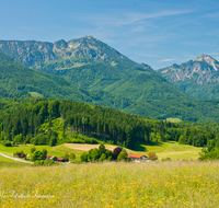 fileadmin/roha/images_galerie/orte_landschaft/Siegsdorf/SIE-REICHH-0001-D-roha-Siegsdorf-Reichhausen-Hochfelln-Hochgern-Chiemgauer-Berge-Blumenwiese.png