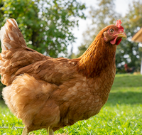 fileadmin/roha/images_galerie/Tiere/TIE-VOEG-HUHN-0068-D-roha-Tiere-Huhn-Henne-Gockel-Vogel.png