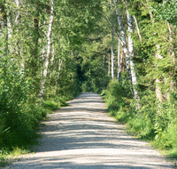 fileadmin/roha/images_galerie/orte_landschaft/Petting/Schoenramer-Moor/WEGE-SCHOEN-MOOR-0006-D-roha-Weg-Schoenramer-Moor-Wandern-Wald-Birke.png