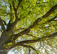 fileadmin/roha/images_galerie/Baum-natur-garten/Baeume/BAUM-EICHE-0024-D-roha-Baum-Eiche-Anger-Bannhoegl-Hoegl-Stimmung.png