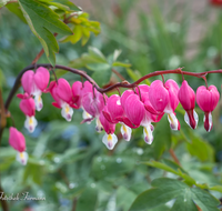 fileadmin/roha/images_galerie/Baum-natur-garten/Blumengarten-Blumen/BL-HAUSG-0002-02-D-roha-Blumen-Hausgarten-Traenendes-Herz-Lamprocapnos-spectabilis.png