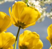 fileadmin/roha/images_galerie/Hintergrund-Download/2048x1152/BL-HAUSG-TULP-0040-01-D-roha-Hausgarten-Blumen-Tulpen-Tulipa-Fruehling-gelb.png