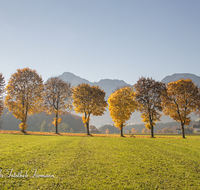 fileadmin/roha/images_galerie/orte_landschaft/Anger/Anger/Anger-Stimmung/LANDS-ANG-STEINH-0014-D-roha-Landschaft-Anger-Steinhoegl-Hochstaufen-Zwiesel-Herbst-Allee-Baum.png