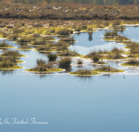 fileadmin/roha/images_galerie/orte_landschaft/Petting/Schoenramer-Moor/PE-SCHOENR-MOOR-0020-01-5-D-roha-Petting-Schoenramer-Moor-Herbst-Wasser-Binsen-Sonne-Stimmung.png