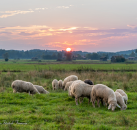 fileadmin/roha/images_galerie/stimmung-Sonne/Sonnenuntergang/TIE-SCHAF-HAARM-SO-0001-1906-01-D-roha-Tiere-Schaf-Sonnenuntergang-Haarmoos.png