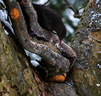 fileadmin/roha/images_galerie/Tiere/Vogel/TIE-VOEG-AMS-0006-D-roha-Tiere-Vogel-Amsel-Turdus-merula.png