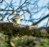 fileadmin/roha/images_galerie/Tiere/Vogel/TIE-VOEG-MEIS-0002-D-roha-Tier-Vogel-Blaumeise.png