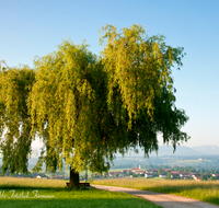 fileadmin/roha/images_galerie/Baum-natur-garten/Baeume/WAG-SEE-TETT-0011-D-roha-Waginger-See-Tachinger-See-Tettenhausen-Baum-Weide-Feldweg.png