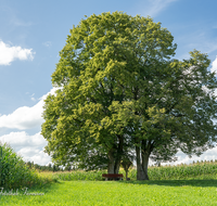 fileadmin/roha/images_galerie/kirche_religion/Waging/KKKM-WAG-KRAUT-0001-D-roha-Wegkreuz-Waging-Krautenberg-Sonne.png